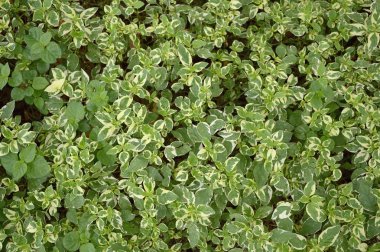 taze yeşil Graptophyllum pictum bitkiler doğa Bahçe