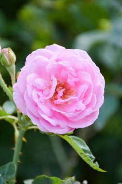 Doğa bahçesinde pembe bir gül çiçeği