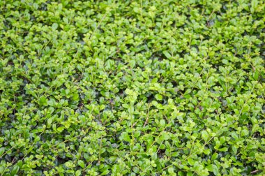 Doğa bahçesinde taze yeşil Carmona retusa bitkisi