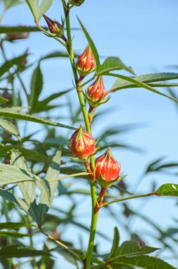kırmızı gül çiçeği doğa bahçesinde
