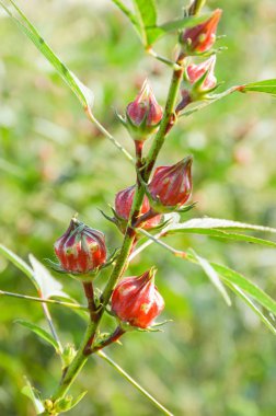 kırmızı gül çiçeği doğa bahçesinde
