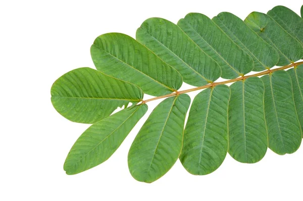 beyaz zemin üzerine yeşil mantar hastalığı Bush bırakır