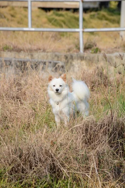 Spitz Perro Jardín — Foto de Stock