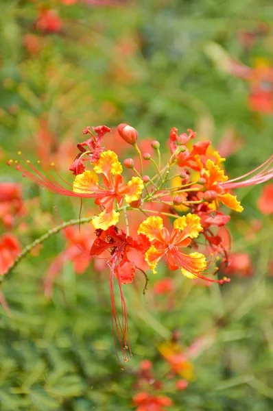 Caesalpinia Pulcherrima Flower Nature Garden — Stock Photo, Image