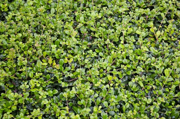 自然花园中的新鲜绿色石榴植物 — 图库照片