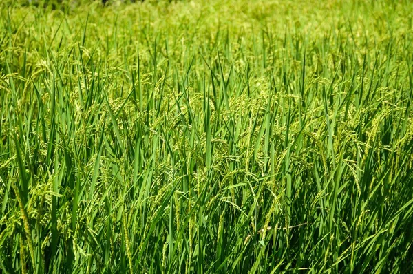 タイの新鮮な緑の稲 — ストック写真