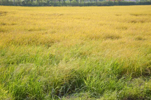 Primer Plano Árbol Arroz País Tailandia —  Fotos de Stock