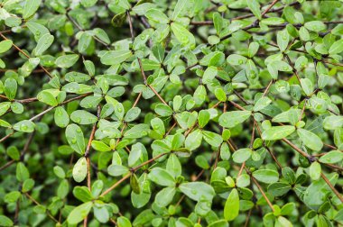 Terminalia ivorensis Chev yaprakları