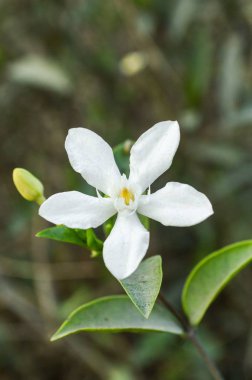 Beyaz wrightia antidysenterica çiçeği doğa bahçesinde