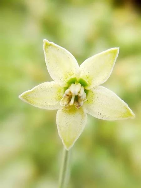 Chili Flower Nature Garden — Stock Photo, Image