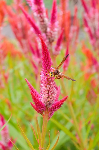 Insect Pink Cockscomb Flowers — Stock Photo, Image