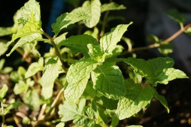 Doğa bahçesindeki nane bitkilerini kapatın.