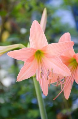 Doğa Garden'da Hippeastrum johnsonii çiçek