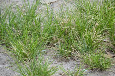 Doğa bahçesinde taze yeşil çimenler