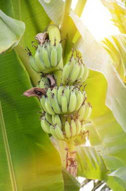 Meyve bahçesindeki yeşil muz ağacını kapat