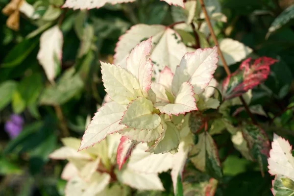 Hibiscus Bladeren Natuur Tuin — Stockfoto