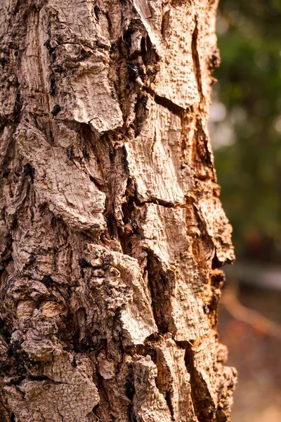 Nära Upp Torr Bark Träd Textur Natur Trädgård — Stockfoto