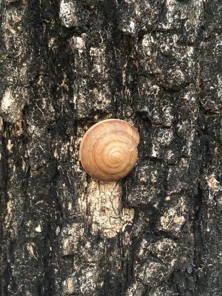 Coquille Mollusque Sur Écorce — Photo