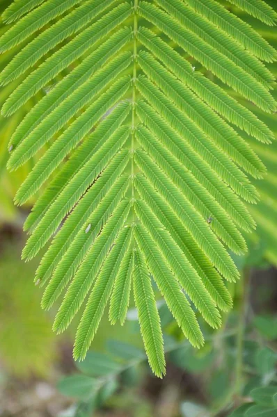 Foglie Verdi Fresche Senegalia Pennata Nel Giardino Naturale — Foto Stock