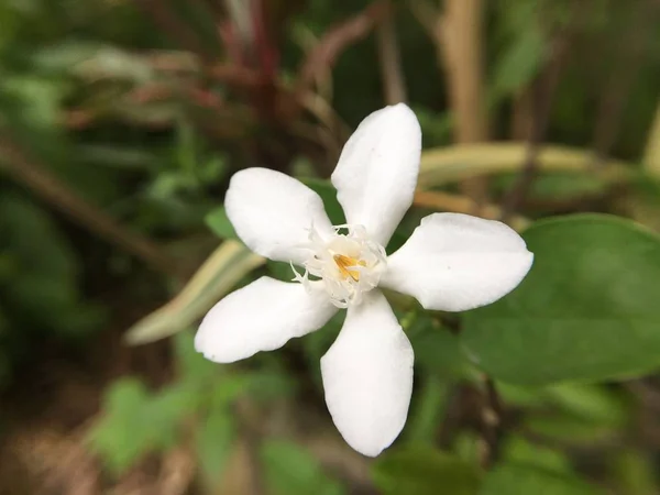 Flor Branca Wrightia Antidysenterica Jardim Natureza — Fotografia de Stock