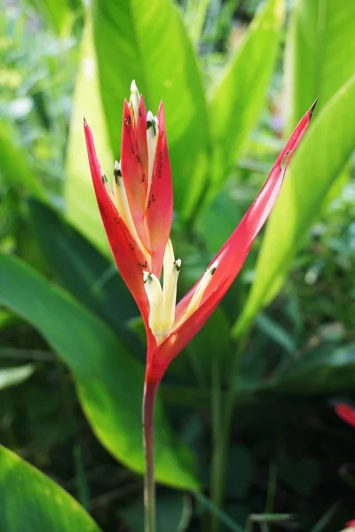 Heliconia Bloem Natuur Tuin — Stockfoto