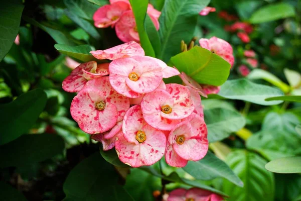Rosa Euphorbia Milii Flor Jardín Natural — Foto de Stock