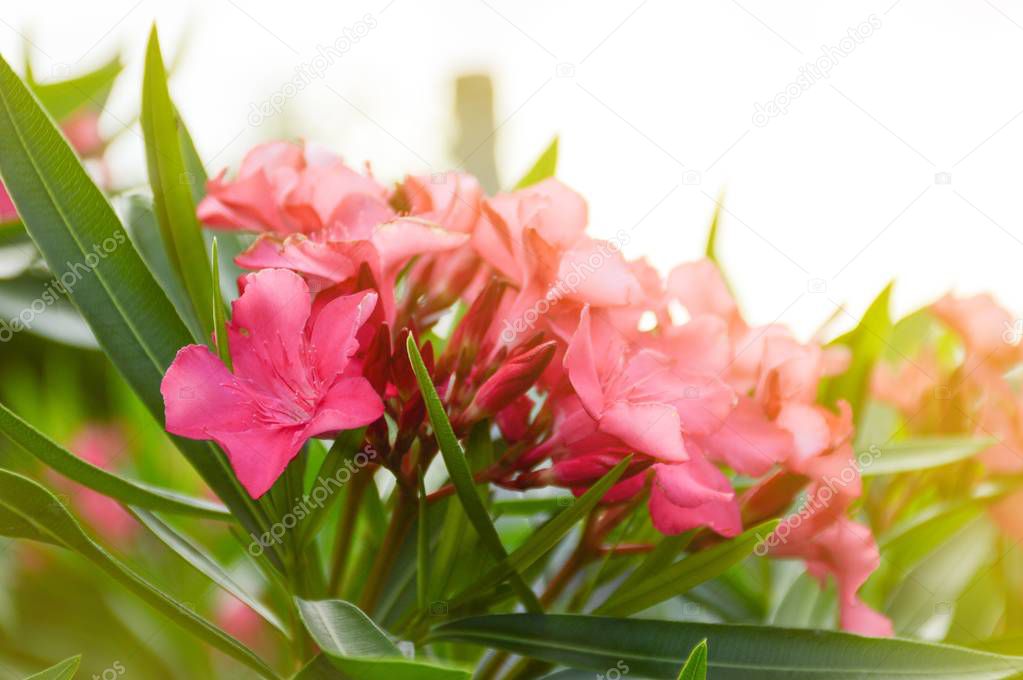 pink nerium oleander flower in nature garden