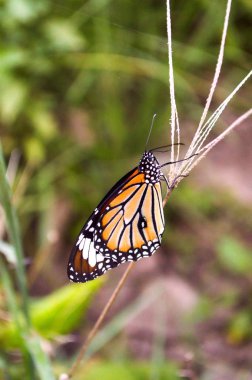 çimen çiçek kelebek