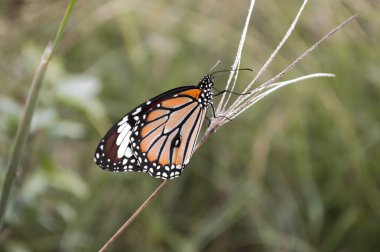 Çimen çiçek güzel kelebeği