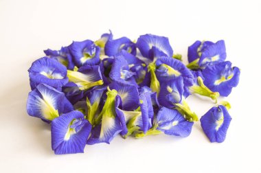 Beyaz arka planda klitoria ternatea çiçeği