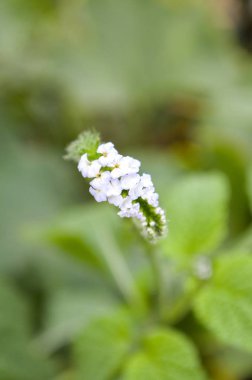 Doğa bahçesinde heliotropium indicum