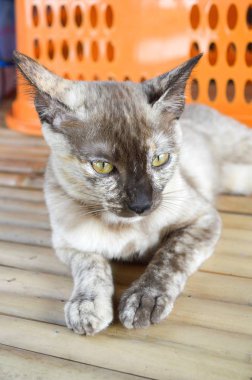 Ahşap zeminde sevimli bir kedi