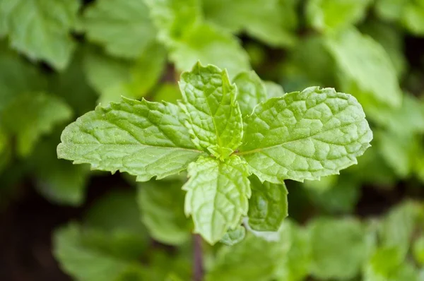 关闭自然花园内的厨房薄荷植物 — 图库照片