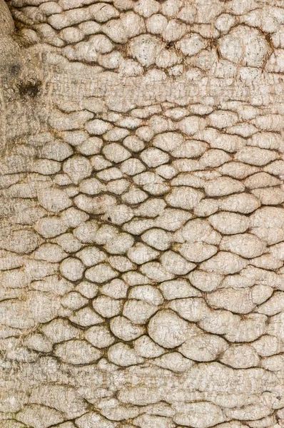 Écorce Papaye Texture Arbre — Photo
