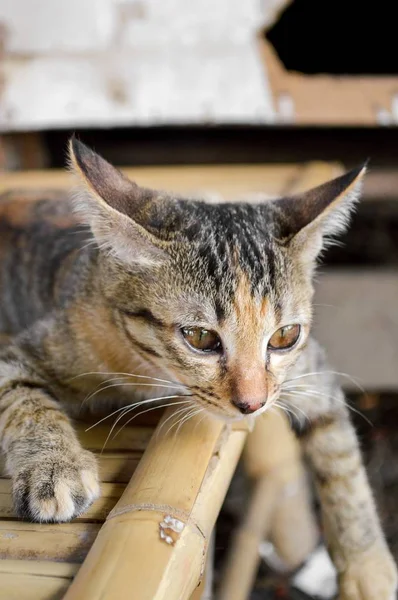 Schattige Kat Houten Vloer — Stockfoto