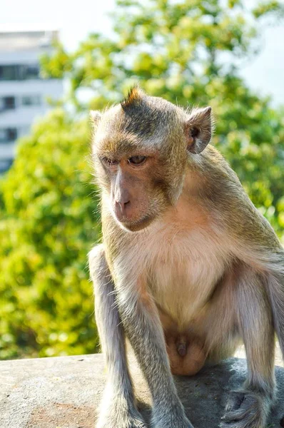 Affe Aus Nächster Nähe Garten — Stockfoto