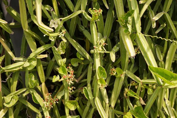 Cissus Quadrangularis Rostlin Zahradě Přírody — Stock fotografie