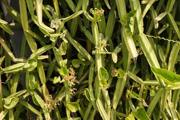 Cissus Quadrangularis Plantas Jardín Natural — Foto de Stock