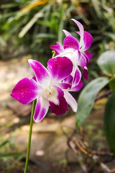 Orchidej Květiny Zahradě Přírody — Stock fotografie