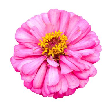 pembe zinnia elegans çiçek beyaz arka plan üzerinde