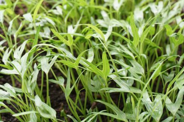 Ipomcea aquatica bitki doğa Bahçe