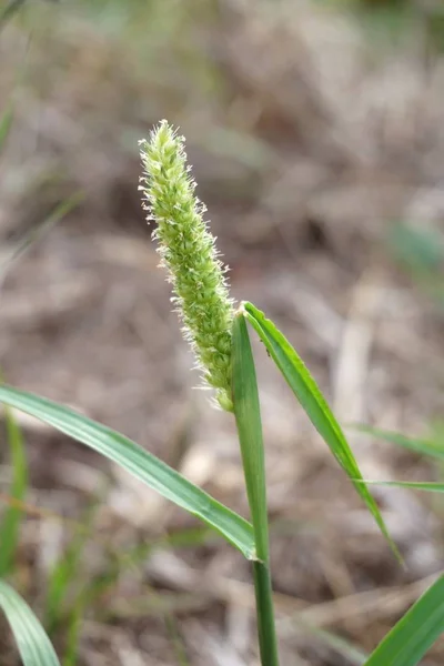 Gouden Baard Gras Bloem Natuur Tuin — Stockfoto