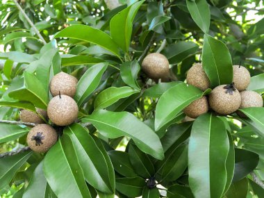 Doğa bahçesinde taze manilkara zapota meyvesi