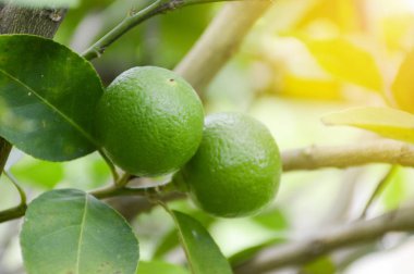 Doğa bahçesinde taze kireç ağacı