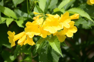 Sarı Tecoma, doğa bahçesinde çiçek açıyor.