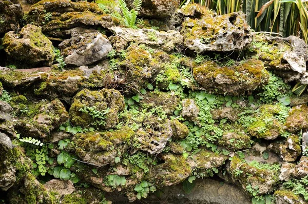 Liquen Sobre Piedra Bosque —  Fotos de Stock