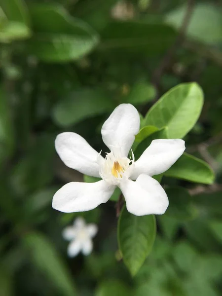 Fleur Blanche Wrightia Antidysenterica Dans Jardin Naturel — Photo