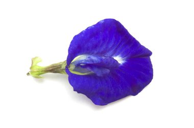 Beyaz arka planda klitoria ternatea çiçeği