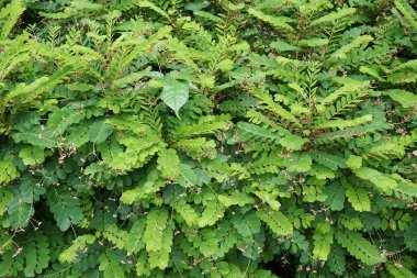 phyllanthus pulcher bitki doğa Bahçe