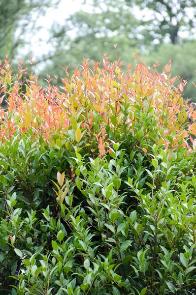 Syzygium Australe Plant Nature Garden — Stock Photo, Image